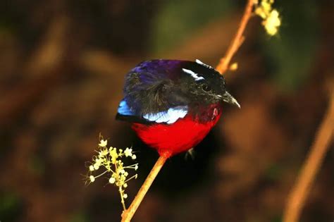 black pitta alley|black crown pitta facts.